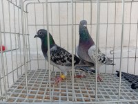 Sahiplendirme Güvercinlerim