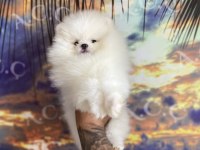 Irk sağlık garantili pomeranian