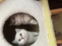 ŞECERELİ BABA LEO NUN BRİTİSH SHORTHAİR KIZLARI