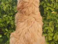 A kalite maltipoo yavru