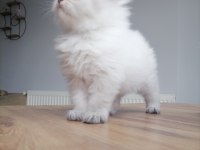 Scottish fold Hanımefendiye yeni yuva arıyoruz