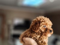 2 aylık aşıları tam 2.5 kilo garantili micro poodle