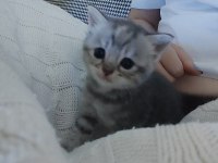 Yeni doğan scottish fold bebekler