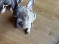 French Bulldog Blue Dişi