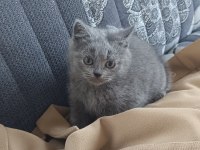 2 aylık 4 tane Yavru british shorthair
