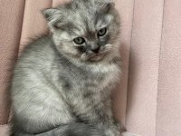 Safkan british longhair