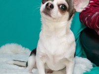 6 aylık chihuahua erkekler