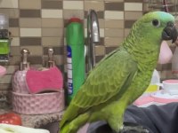 2021 Kapalı Bilezikli Blue Fronted Amazon Papağanı