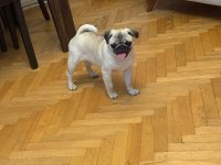 PUG YAVRULARIMIZ