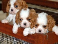 Birbirinden Güzel Cavalier Kig Charles Bebekler