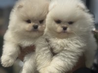 Show kalite pomeranian yavrular ziyarete açık