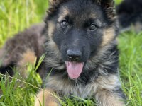 Alman Kurdu Köpeğimiz