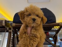 RED BROWN AŞILI KORE MALTİPOO WC PET EĞİTİMLİ