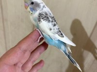 31 GÜNLÜK RENK GÜZELİ BEBEK KUŞUMUZ