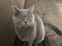 British shorthair 1,5 yaşında dişi
