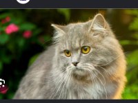 British Longhair Erkek Yakışıklı Oğlumuz