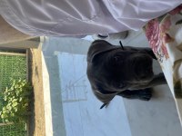 safkan dişi cane corso blue