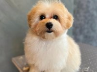 ORJİNAL MALTİPOO YAVRULARIMIZ