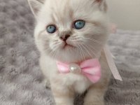 Mavi gözlü blue point british shorthair yavrular