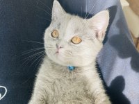 Sahiplendirme british shorthair