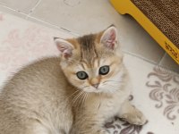 British Shorthair Ny 11 Golden