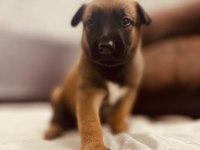 Malinois Yavrular