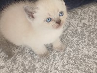 33 günlük british shorthair yavrularımız