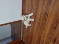 Oyun delisi maltipoo sahiplendiriyorum