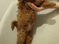 Üst kalite maltipoo yavrum uygun verilecek