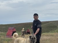 Orijinal saf kangal