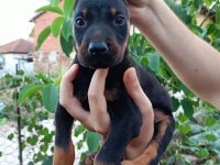 Siyah Dişi Erkek Doberman