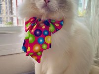RAGDOLL BEBEKLERİMİZ