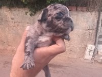 Irk güzeli bulunmayacak muhteşem french bulldog yavrular