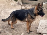 Safkan Düşük Bel Alman Çoban Köpeği