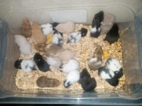 Hamster yavrular bursa