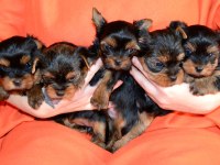 Orijinal yorkshire terrier yavrular