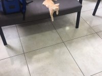3 aylık british shorthair afancan kedim