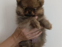 Pomeranian Spitz Disi Erkek