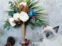 British shorthair dişi