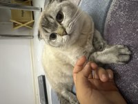 6 Aylık Saf Kan Scottish Fold