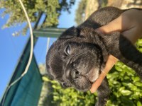 Göz Alıcı Siyah İnci French Bulldog Köpeğimiz