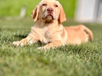 Labrador Retriever Yavruları Sağlık Ve Irk Garantili