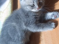 Güzel scottish fold kızım