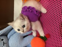 Bebeklik sendromu istemeyene british shorthair