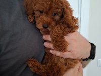 Ev Doğumlu Ailemizde Büyüyen Toy Poodle Yavrularım