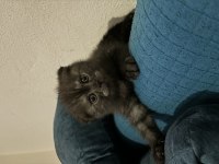 2 aylık tek doğan yavru dişi scottish fold kedim