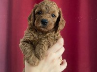 Evınızın Poodle Neşe Kaynakları