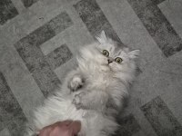 British Longhair Ücretsiz Sahiplendirme