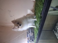Pomeranian Boo Teacup 4 Aylık