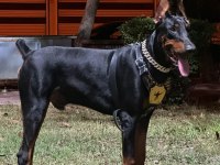 Safkan iri yapılı doberman